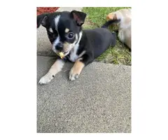 8 weeks old Chihuahua puppies for adoption - 10