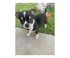8 weeks old Chihuahua puppies for adoption - 11