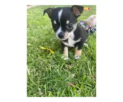 8 weeks old Chihuahua puppies for adoption - 12