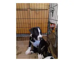 Male Pitsky puppy needing a good home - 5