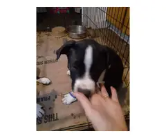 Male Pitsky puppy needing a good home - 6
