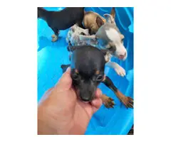 Rat terrier puppies