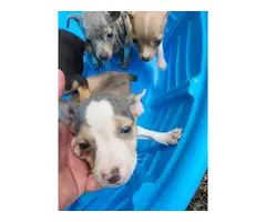 Rat terrier puppies - 2