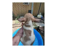 Rat terrier puppies - 5