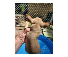 Rat terrier puppies - 6