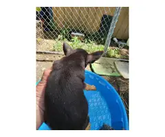 Rat terrier puppies - 8