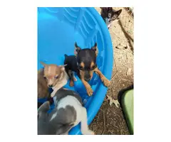 Rat terrier puppies - 11
