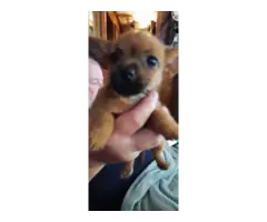 4 adorable Chorkie puppies looking for homes
