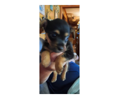 4 adorable Chorkie puppies looking for homes