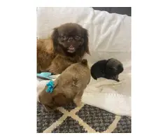 3 males Pekingese puppies - 2