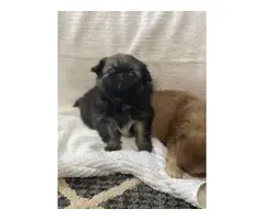 3 males Pekingese puppies - 4