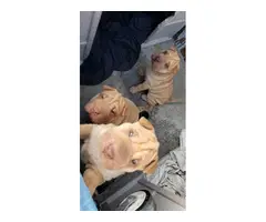 Light Brown Sharpei puppies for sale