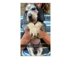 Full blood Bluetick Coonhound puppies - 5