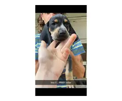 Full blood Bluetick Coonhound puppies - 8