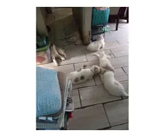 Great Pyrenees puppies 10 weeks old rehoming - 2