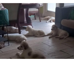 Great Pyrenees puppies 10 weeks old rehoming