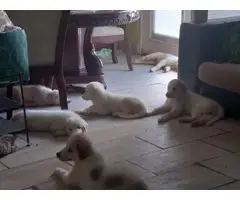 Great Pyrenees puppies 10 weeks old rehoming - 3