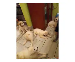 Great Pyrenees puppies 10 weeks old rehoming - 4