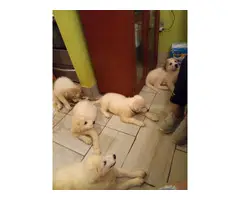 Great Pyrenees puppies 10 weeks old rehoming - 6