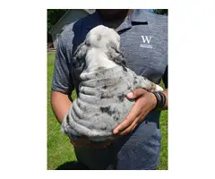 Beautiful Olde English Bulldogge puppies for sale - 2
