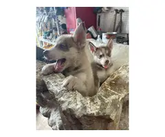 6 husky puppies for adoption