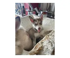 6 husky puppies for adoption - 2