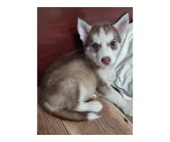 6 husky puppies for adoption - 6