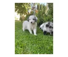 3 Australian shepherd puppies for sale - 2