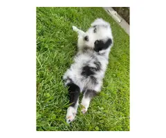 3 Australian shepherd puppies for sale - 9