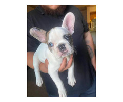 Male and female french bulldog puppies for sale