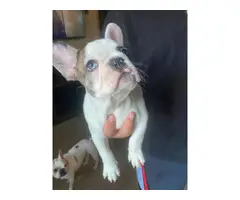 Male and female french bulldog puppies for sale - 2