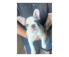 Male and female french bulldog puppies for sale - 3