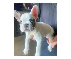 Male and female french bulldog puppies for sale - 4