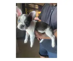 Male and female french bulldog puppies for sale - 5