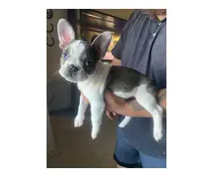 Male and female french bulldog puppies for sale - 6