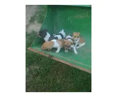 6 weeks old Rat Terrier puppies - 2