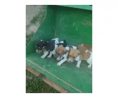 6 weeks old Rat Terrier puppies - 5