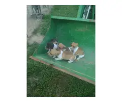 6 weeks old Rat Terrier puppies - 6