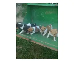 6 weeks old Rat Terrier puppies - 7