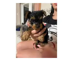 One Boy Yorkie Puppy Available - 2