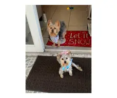 One Boy Yorkie Puppy Available - 3