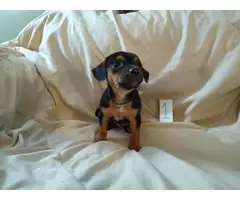 Jack Russell Dachshund Mix Puppies