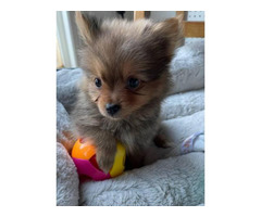 Sable tiny teacup Pomeranian puppy for sale