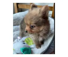 Sable tiny teacup Pomeranian puppy for sale - 2