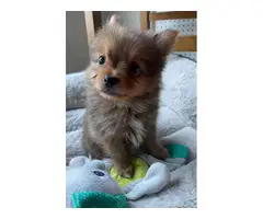 Sable tiny teacup Pomeranian puppy for sale - 3