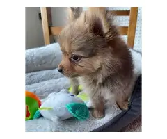 Sable tiny teacup Pomeranian puppy for sale - 4