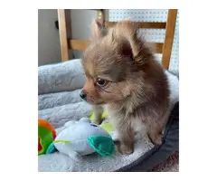 Sable tiny teacup Pomeranian puppy for sale - 5