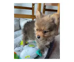 Sable tiny teacup Pomeranian puppy for sale - 6