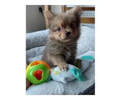 Sable tiny teacup Pomeranian puppy for sale - 7