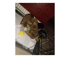 6 healthy Doberman pinscher puppies for sale - 4